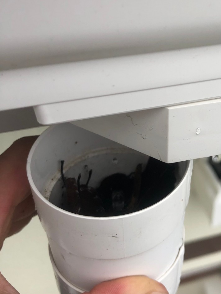 雨樋
