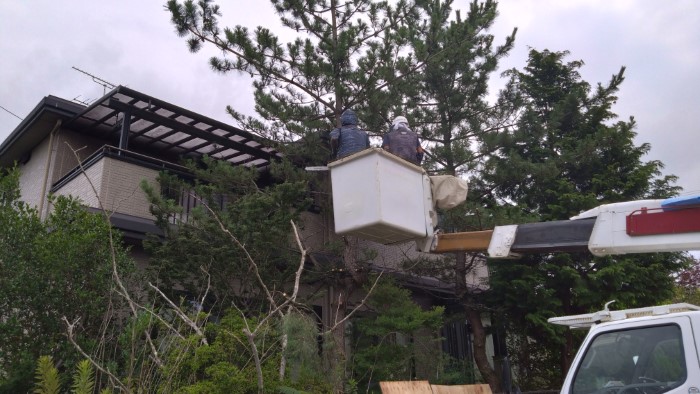 柴田町槻木東植栽中層伐採中