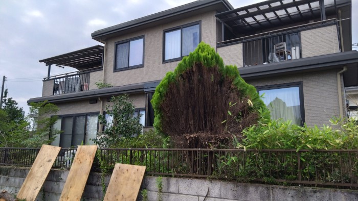 柴田町槻木東植栽伐採中5